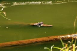 gandoca manzanillo wildlife refuge caiman 6
