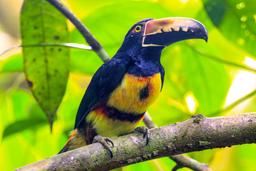pachira lodge collared aracari tortuguero