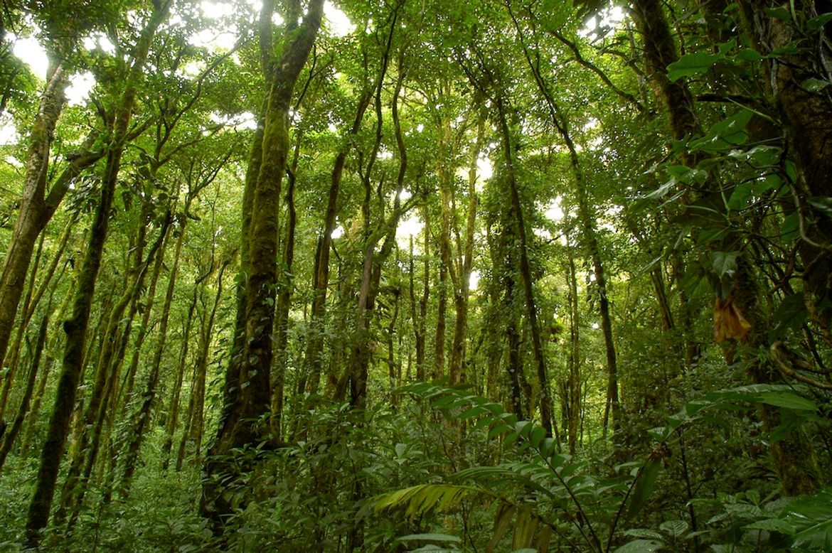 Looking to the Trees at Monteverde Cloud Forest