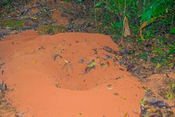 leaf cutter ant home in los patos trail