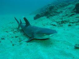 white tip reef shark