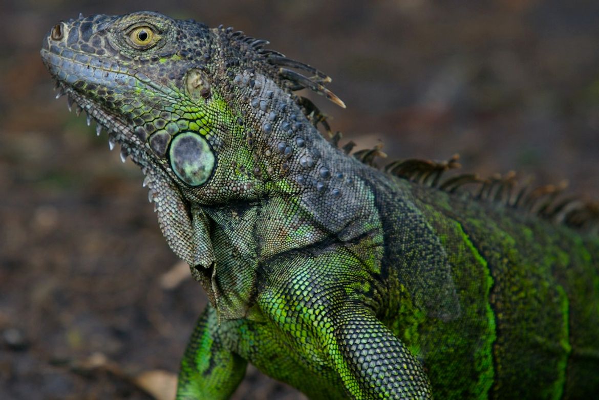 Green Iguana at Palo Verde National Park