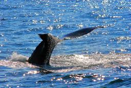 whale tails above sea 2