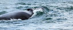 ballena aventura tour humpback closeup 1