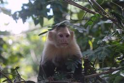 capuchin hides in trees 3