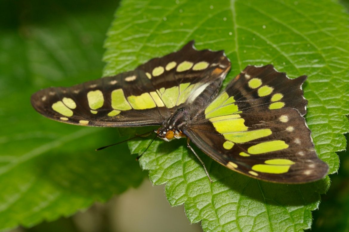 Green and Black Malachite Butterfly
