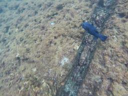 guineafowl puffer swimming 6