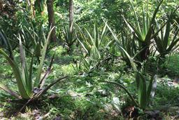 tierra y fuego plants 16