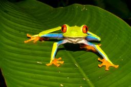 red eye green tree frog tortuguero 17 Edit