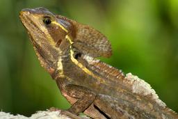 common basilisk barra del colorado 12
