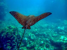 spotted eagle ray