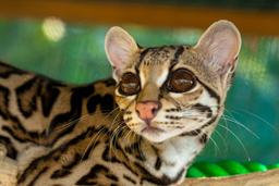 margay profile view selva reserve carillo