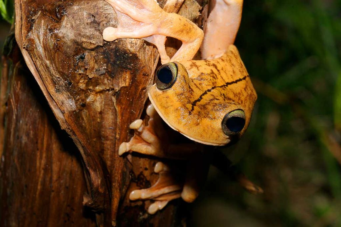 Gladiator Tree Frog in Playa Nicuesa