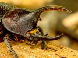 hercules beetle closeup monteverde
