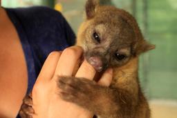 osa animal shelter blog young kinkajou 4