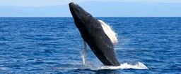 whale jumping body 3