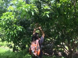 mangoes to go samara trails hike 13