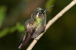 hummingbird perched on a branch monteverde