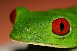 tree frog playa nicuesa 2