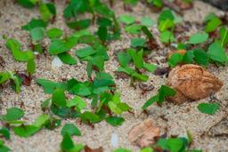 leaf cuter ants cahuita national park