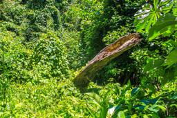 fallen tree cabo blanco reserve