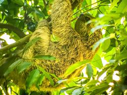sloth manuel antonio national park
