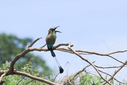 motmot singing on a branch