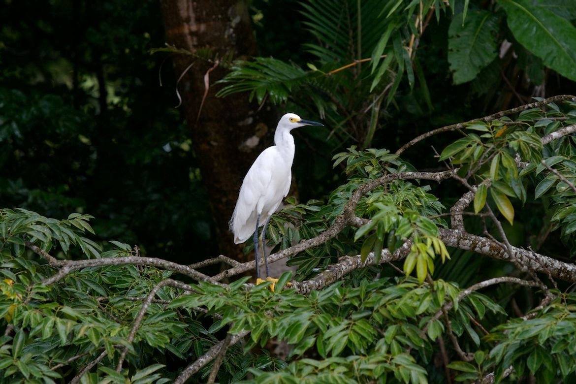 Snowy Egret in Palo Verde
