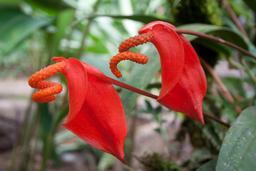 flower waterfallgardens 0028