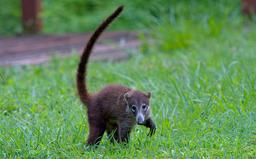 juvenile coati papagayo