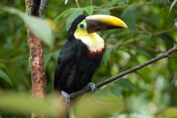 toucan waterfallgardens 004