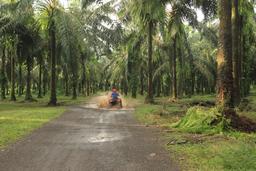 fourtrax other puddle 2