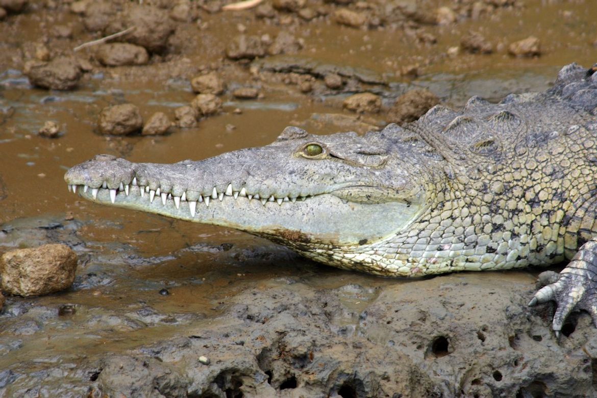 American Crocodile Close-up