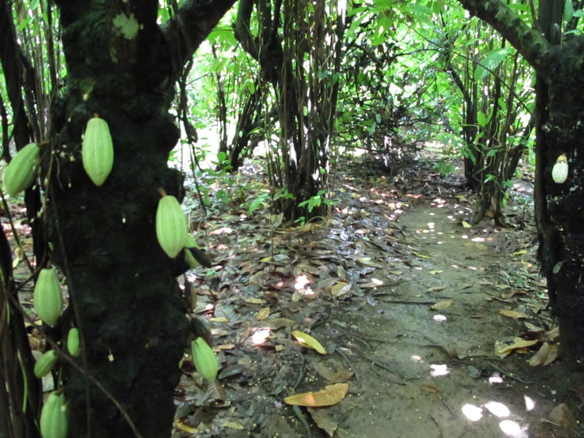 Cacao Plantation at Finca Kobo