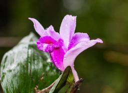 purple flower in los patos trail