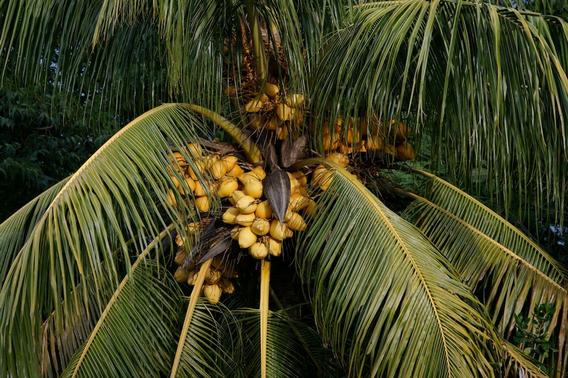 Coconut Palm in Papagayo