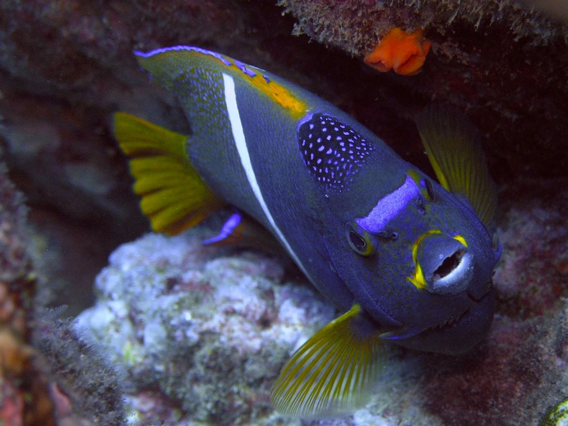 Yellow and Purple Fish