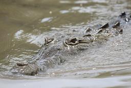 crocodile closeup 5