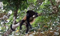 A howler monkey rests on a branch on March 9, 2013. Howler monkeys live in troupes of 30 45 but break into smaller families to search for food during the day.
