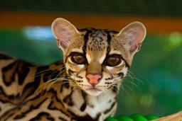 margay front view selva reserve carillo