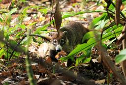 carara national park coati roaming around