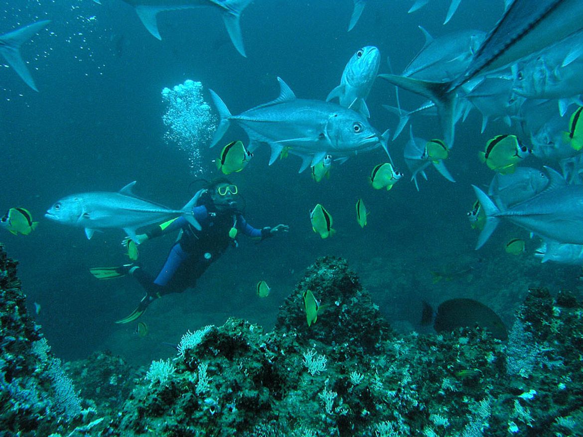 Scuba Diving at the Catalina Islands