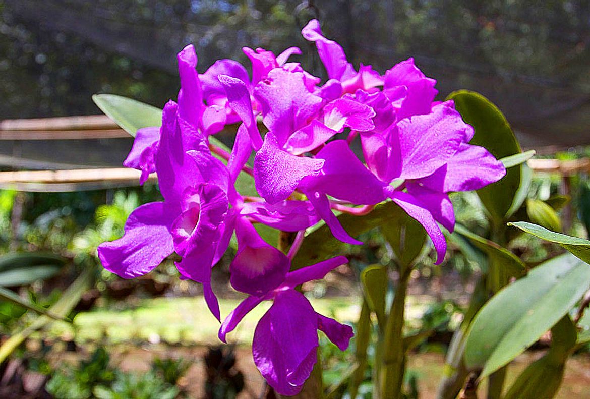 Guaria Morada Orchid Costa Rica National Flower