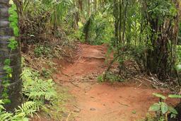 titi canopy tour trail 4