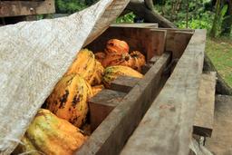 caribeans cacao fruit 2