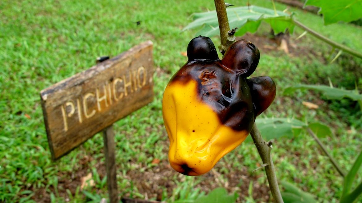 Finca Kobo Organic Farm Tour