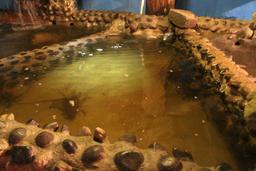 robertos restaurant lobster tank 8