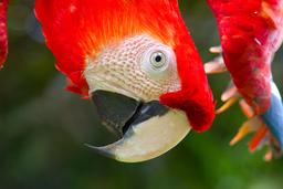 scarlet macaw ara macaw