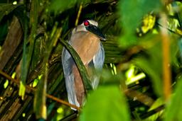 bird boat billed heron barra del colorado 2