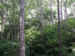 spiny cedar tree forest 13